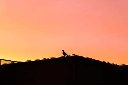 bird on roof under sunset thumbnail