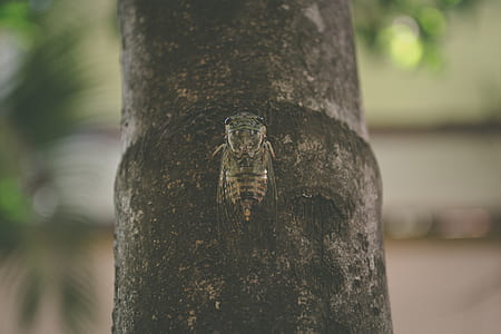 black and brown bee thumbnail