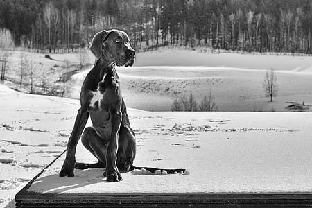 adult great dane sitting on the snowy field thumbnail