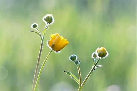 selective focus photography of yellow petaled flowers thumbnail