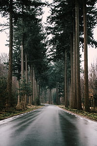 photo of pavement surrounded by trees thumbnail