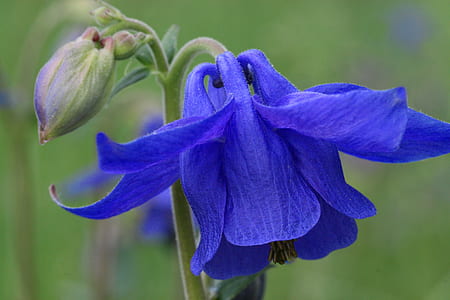 selective focus photo of blue columbine flowers thumbnail