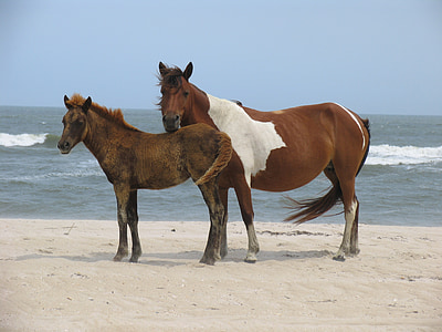 brown and white horses on seashore thumbnail