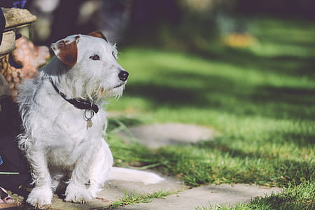 walking, garden, dog, outside thumbnail