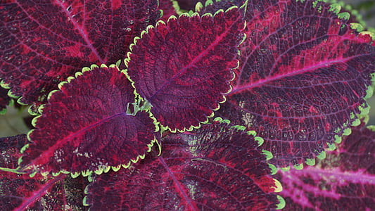 light, nature, art, pattern thumbnail