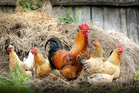 four hen and one rooster standing on dried grass thumbnail