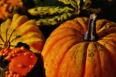 orange and yellow pumpkin thumbnail