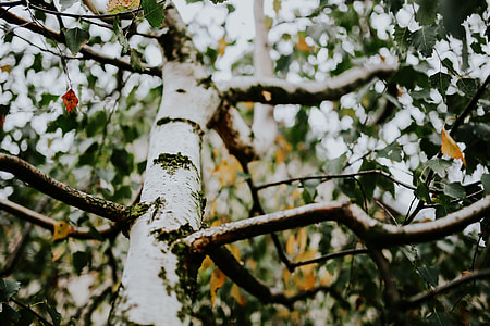 Birch tree trunk thumbnail