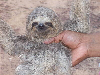 person holding sloth raising both hands thumbnail