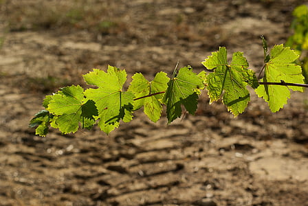 green leafed plant thumbnail