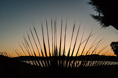 silhouette photo of plant near river thumbnail