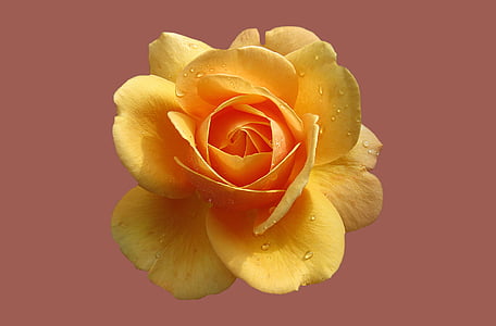 yellow rose thumbnail