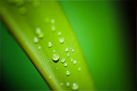 closeup photography of leaf with dewdrops of water thumbnail
