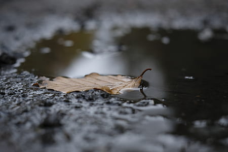 shallow focus photography of dry leaf thumbnail