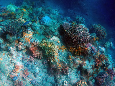 scenery of corals on body of water thumbnail