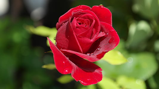 red rose flower at bloom close-up photography thumbnail