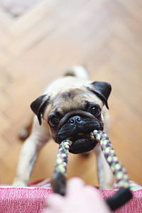photo of fawn pug puppies thumbnail