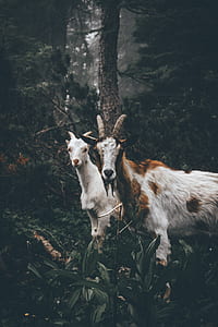 shallow focus photography of two white goats thumbnail