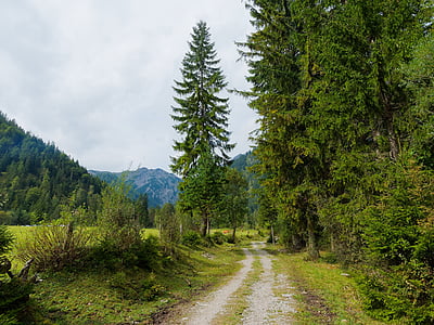 pathway surrounded with green trees at daytime thumbnail