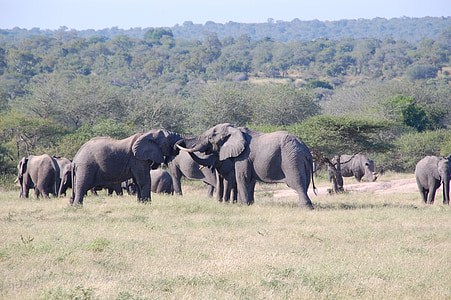 group of elephants on wild during daytime thumbnail
