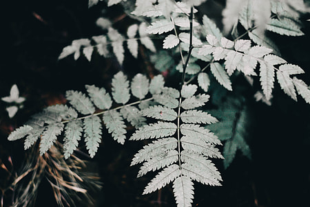 close up photography of green leaf plant thumbnail