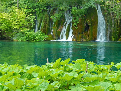 green leaf trees and plants around river thumbnail