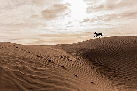 silhouette of horse running in sand field thumbnail
