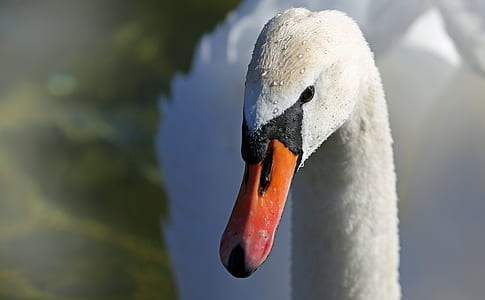 closeup photo of mute swan thumbnail