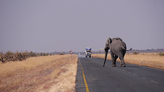 elephant walking on asphalt road during daytime thumbnail