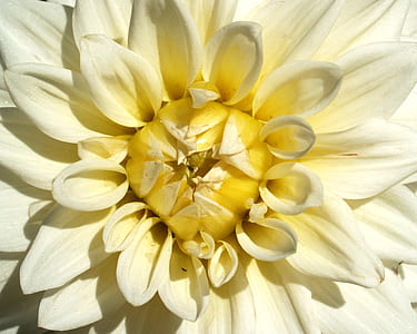 flower, bloom, blossom, flora thumbnail