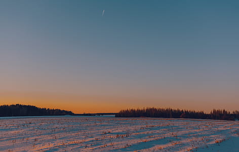 silhouette of trees at golden hour thumbnail