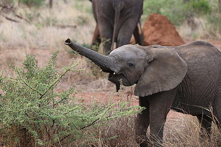 baby elephant beside green leafed plant thumbnail