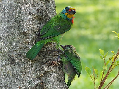 two green birds on gray tree at day time thumbnail