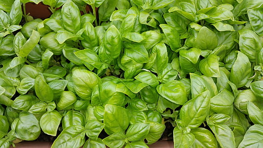 green vegetable leaves thumbnail