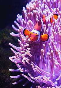 orange and white fish thumbnail