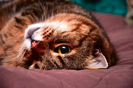 tortoiseshell cat lying on bed thumbnail