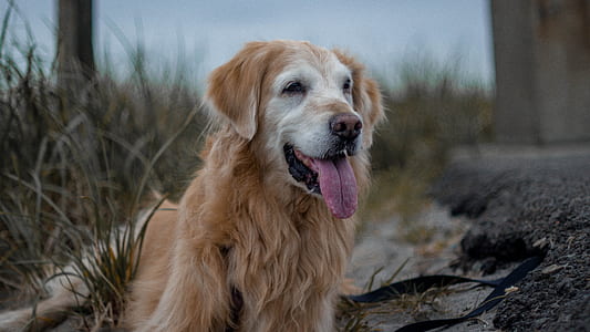 adult golden retriever close-up photo thumbnail