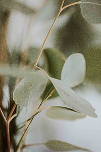 closeup photo of green leafed plant thumbnail