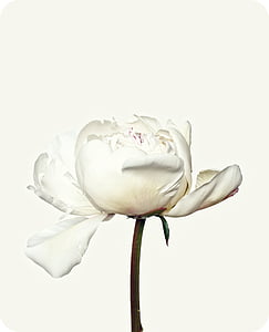 white peony closeup photography thumbnail