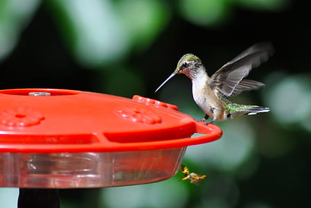 Green Bird on Red Bird Feeder in Bokeh Photography thumbnail