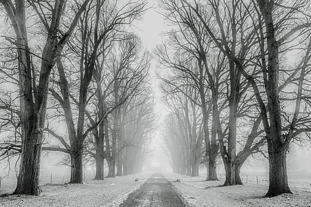 pathway with naked trees covered with snow thumbnail