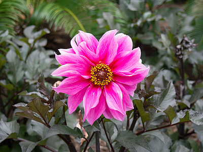 selective focus photo of pink dahlia in full bloom thumbnail