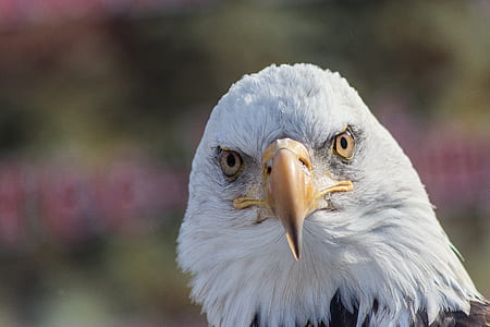 American bald Eagle thumbnail