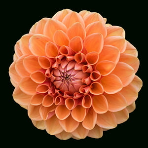 orange Dalhia flower thumbnail