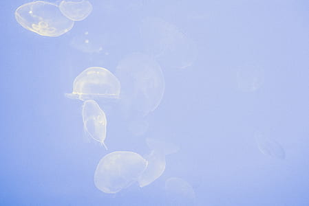 jellyfish on body of water thumbnail