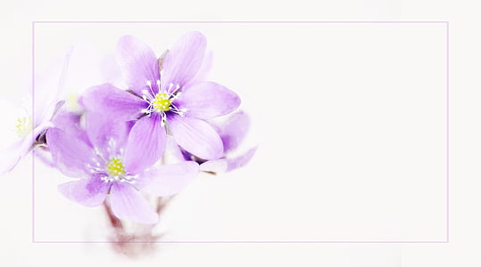 purple 6-petaled flowers thumbnail