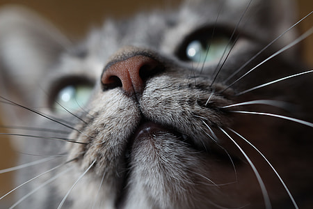 close up photography of short-fur grey cat thumbnail
