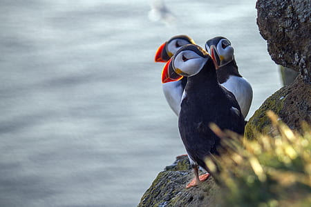 three black puffins thumbnail