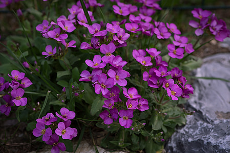 closeup photography of pink petaled flowers thumbnail