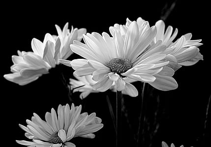 grayscale photo of sunflowers thumbnail